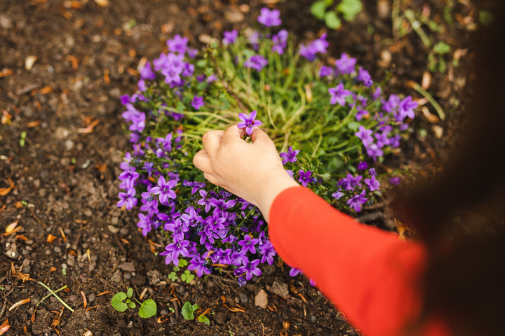 Kinderhand pflückt Blume 